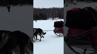 2024 Iditarod restart from Vera Lake in Willow Alaska iditarod alaska dogs [upl. by Tivad645]