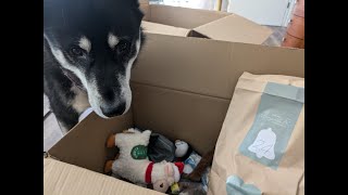 Schecker XXL Adventskalender für Hunde 💙  Adventskalender Test  🐺 Husky Goraidh 🐾 [upl. by Vaughn]