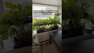 ZERO WATER CHANGE TANK Day 200 [upl. by Marthena274]