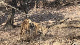 Tiger fighting at Ranthambore National Park  A rare sighting [upl. by Ylrbmik]