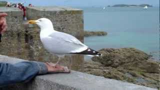 Beaux goélands sur les remparts de Saint Malo [upl. by Durston]