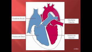 fonctionnement du coeur [upl. by Tiemroth]