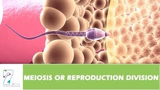 MEIOSIS OR REPRODUCTION DIVISION  PART 01 [upl. by Penland184]