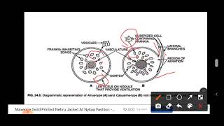 Actinorhiza Frankia Induced Nodulation root nodule formation Nitrogen fixation GSGOGAT PATHWAY [upl. by Linders]