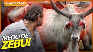 CARA A CARA COM O ZEBU GUZERÁ  GUIA DE RAÇAS [upl. by Pudens]