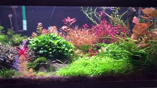 40B Planted Tank and Emerald Eye Rasboras [upl. by Germann770]