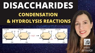 Alevel Biology DISACCHARIDES condensation reactions to create maltose sucrose and lactose [upl. by Nujra]