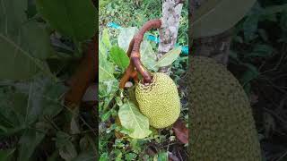 My home gardens fruited 11no Vitenam super early jack fruit plants [upl. by Adanar894]