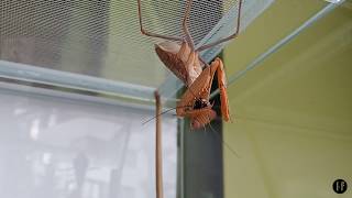 Sphodromantis lineola opis gatunku i feeding [upl. by Eilema]