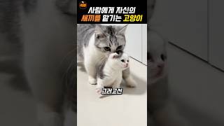 자신의 새끼를 맡기는 어미 고양이 [upl. by Arobed650]