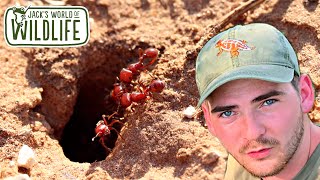 RED HARVESTER ANT Adventure [upl. by Supen]