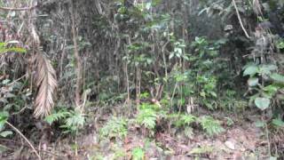 Laughingthrush Sound Satchari National Park Habiganj Bangladesh [upl. by Moreville]