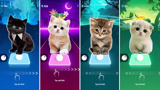 CUTE CATS WEDNESDAY LADY GAGA BLOODY MARY vs BLACKPINK LISA MONEY vs JISOO FLOWER vs CAT CHIPI CHAPA [upl. by Adianes]