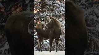 Visitor in our yard I 🫶🏻 ALASKA Shorts HomeFreeAlaska OffGrid Moose [upl. by Chae]