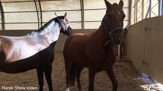 Thoroughbred Horse Breed Successful Horse Breed Tyt Equestrian [upl. by Illib981]