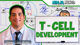 Immunology  T Cell Development [upl. by Nallaf75]