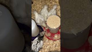 Cotton Silkie chicks 1 month Easter Egg Roo No talking only chirps ASMR chicks backyardchickens [upl. by Dilisio280]