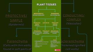 Plant Tissues Explained Meristematic Permanent Xylem amp Phloem  Biology Quick Guide [upl. by Lannie]