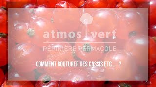 Comment bouturer un cassisier et autres Ribes [upl. by Monda]