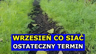 Wrzesień  Ostateczny Termin na Siewy tych Warzyw Co siać i sadzić we Wrześniu Kalendarz Ogrodnika [upl. by Rehposirhc]