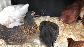 Chick Diaries 7 Baby Chicks are Loving the Outside with Kalmbach Feeds Dr Nancy Jefferson [upl. by Hazard]