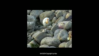 夜鷺 紅冠水雞 amp黃頭鷺Blackcrowned Night Heron Common Moorhen amp The eastern cattle egret [upl. by Khalin917]