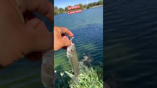 Greeley colorado reels viralshort fishing nature funny wildlife usa [upl. by Eserehc487]