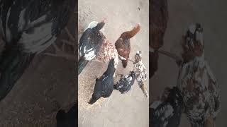 My hens drinking 💦 waterchicken 🐔 beautiful hens rooster plzsubscribemychannel [upl. by Yaeger]