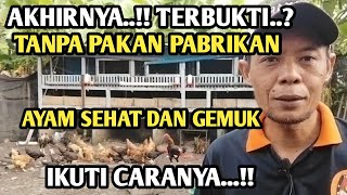 pakan alternatif ternak ayam tanpa menggunakan pakan pabrikan sangat menguntungkan [upl. by Rodgiva758]