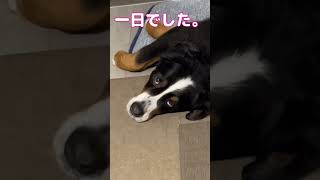 超大型犬KING７歳リンパ腫との戦い。おやすみなさい 超大型犬 shorts [upl. by Okun802]