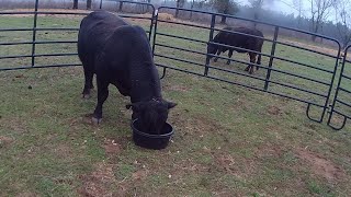 Homestead Bull Care Catch pin Setup Ruptured Abscess Treatment [upl. by Cullen486]