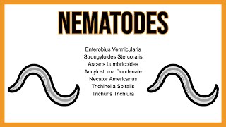 Nematodes INTESTINAL parasites [upl. by Ayot]