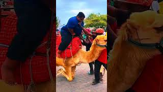 Camel Ride Gone Wrong 🐫 [upl. by Brieta]