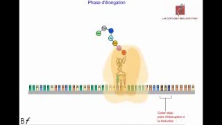 La traduction de lARN messager en protéines Animation [upl. by Lrac]