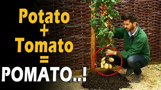 What is TOMTATO  POMATO  POtato  toMATO  POMATO  Tomato Grafting on Potato [upl. by Agrippina]