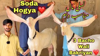 Muneer Goat Farm Ki Barkiyo Ki phr Se Dhoom ğŸ˜  Soda Par Soda â¤ï¸  Gulabi Pateri amp Kamori Goats [upl. by Nniw]