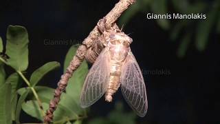 Τζίτζικας βγαίνει από το κέλυφος σπάνιο Cicada transforming moulting molting sloughing shedding rare [upl. by Rolyat]