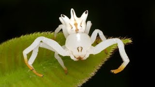 Flower Crab Spider mimics flower to attract insect preys [upl. by Chicky]