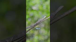 Ugly tree branch snake  Malagasy leafnosed snake [upl. by Cissie]