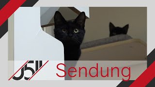 0511 Spezial  Aktion für Streunerkatzen im Land Niedersachsen [upl. by Blen]