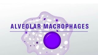 Alveolar macrophages amp its function notes [upl. by Jecho646]