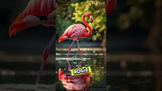 Pourquoi les flamant roses sontils roses animaux aventure [upl. by Bucella]