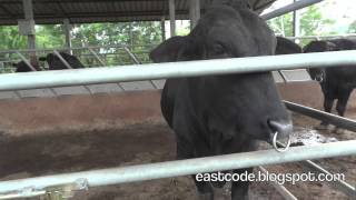 Black cow pioneer farm Sakon Nakhon Thailand [upl. by Octavian]