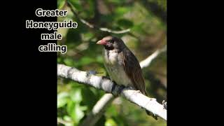 Greater Honeyguide male calling his quotVICtorquot call [upl. by Annala221]