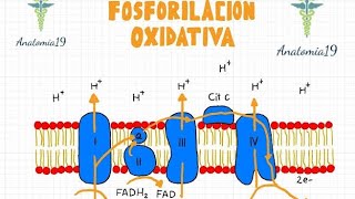 Fosforilación Oxidativa [upl. by Indihar]