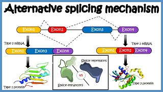 Alternative splicing  mechanism and its regulation [upl. by Hueston]