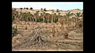 Le Palmier dattier dans les oasis du Maghreb [upl. by Arlena]