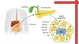 Ciencias Fisiológicas II  Islotes de Langerhans [upl. by Alinna]