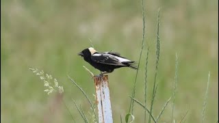 Bobolinks and more [upl. by Phionna]