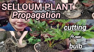 selloumplant sahodyaman SELLOUM PLANT SAHOD YAMAN PROPAGATION THRU CUTTINGS  BULB CUTTING [upl. by Jemie]